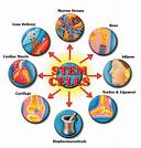 Stem Cell Research