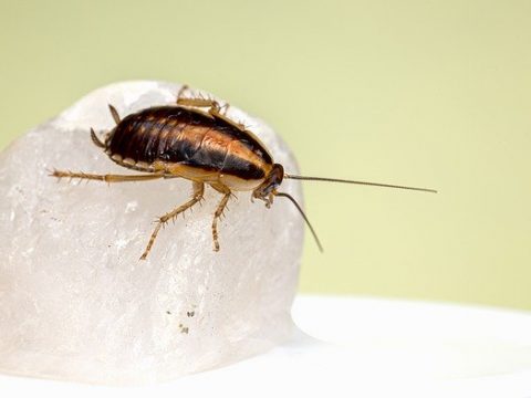 German Cockroach Insect  - Erik_Karits / Pixabay