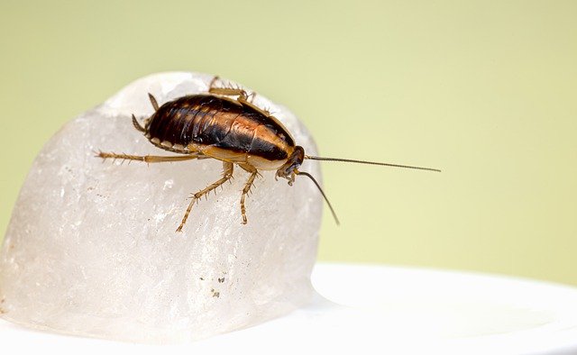 German Cockroach Insect  - Erik_Karits / Pixabay