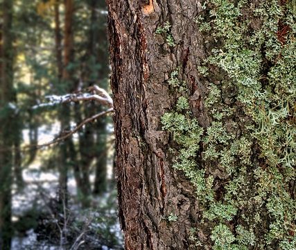 Lichen Cladonia Tree Trunk Bark  - Camera-man / Pixabay